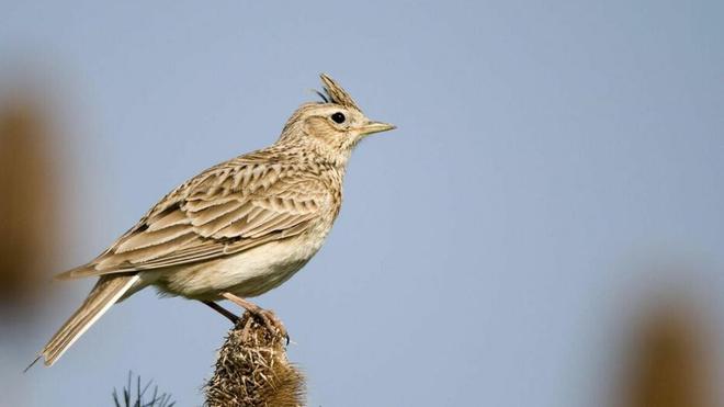 Le gouvernement veut ré-autoriser des chasses traditionnelles d’oiseaux