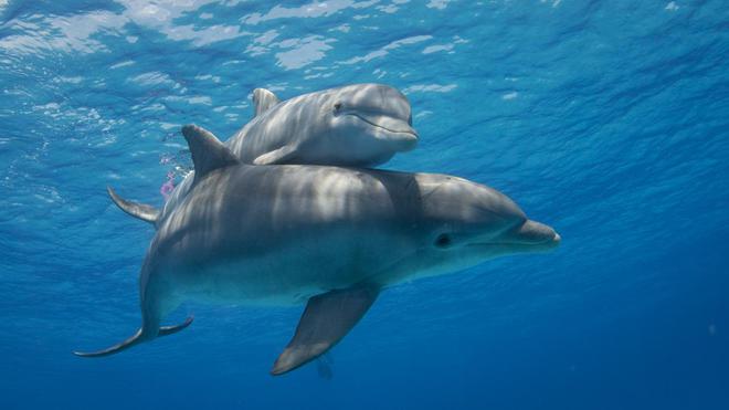 Iles Féroé : plus de 1400 dauphins abattus lors d'une chasse traditionnelle controversée