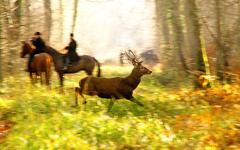 Le Conseil Départemental a interdit la chasse à courre dans les 1100 hectares de la forêt d’Avaugour