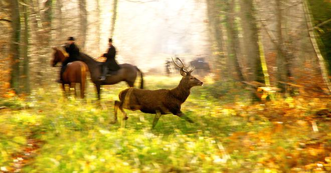 Le Conseil Départemental a interdit la chasse à courre dans les 1100 hectares de la forêt d’Avaugour