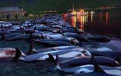Sea Shepherd dénonce le massacre de 1400 dauphins aux Iles Féroé, un record sans précédent