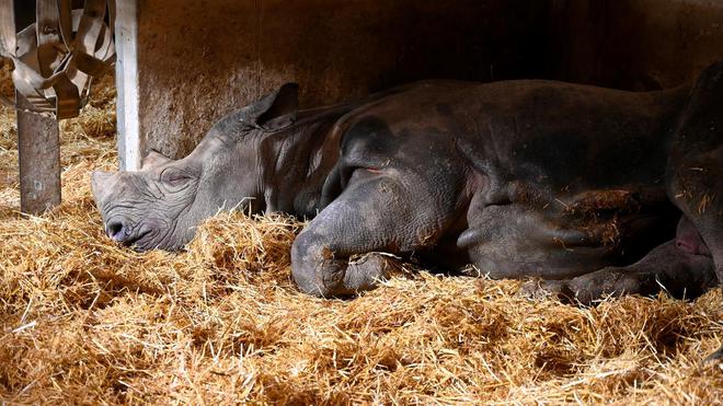 Une femelle rhinocéros blanc meurt noyée dans un zoo des Pays-Bas