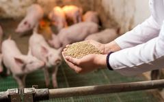 L’Union Européenne favorable au retour des farines animales pour nourrir les porcs et les poulets