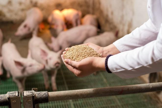 L’Union Européenne favorable au retour des farines animales pour nourrir les porcs et les poulets