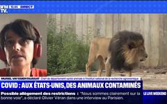 Au zoo de Washington, aux États-Unis, des animaux ont été contaminés par le Covid-19