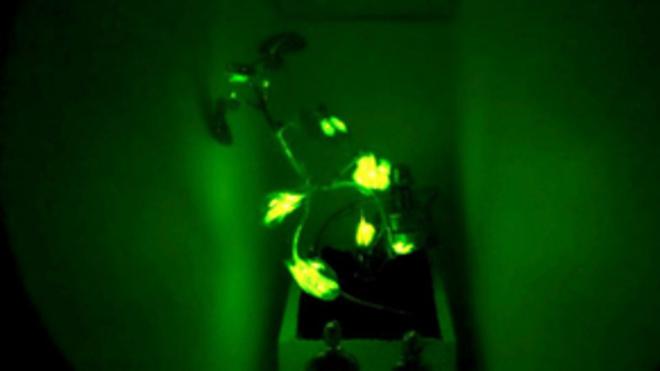 Et si nos futures lampes de chevet étaient des plantes luminescentes ?