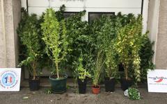Douze plants de cannabis découverts chez une septuagénaire de Dijon