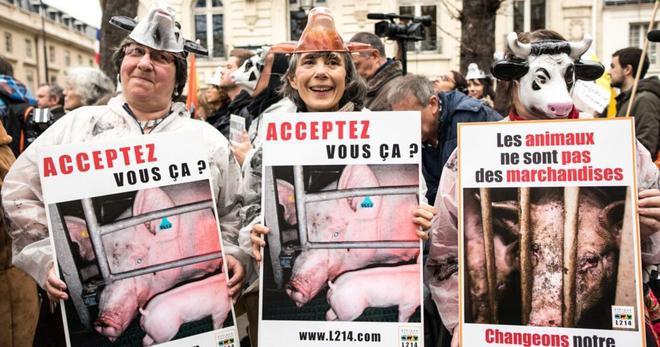 Présidentielle 2022 : 47% des Français voteront en fonction des propositions sur la cause animale