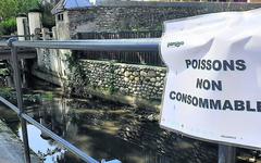 Surmortalité des poissons dans le canal : l’enquête toujours en cours à Pamiers