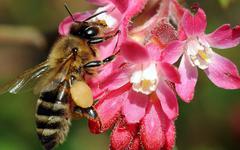 Agriculture : La balle est maintenant dans le camp des Länder allemands concernant la protection de la biodiversité