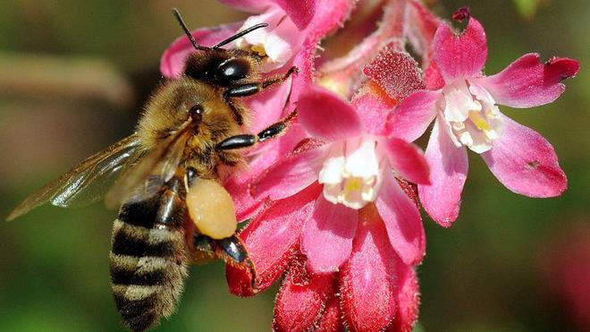 Agriculture : La balle est maintenant dans le camp des Länder allemands concernant la protection de la biodiversité