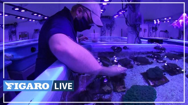 En Floride, un laboratoire tente de sauver les coraux d'une mystérieuse maladie