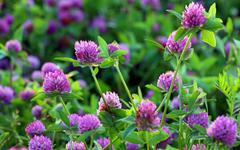 Trèfle violet : 3 bonnes raisons d’accueillir cette plante dans son jardin plutôt que de l’arracher