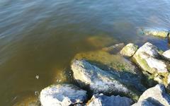 Lac Léman : une algue responsable de l’épisode de coloration brunâtre des eaux