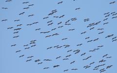 Pyrénées-Orientales - Eyne, spot de migration : plus de 200 000 oiseaux comptabilisés, une année de tous les records