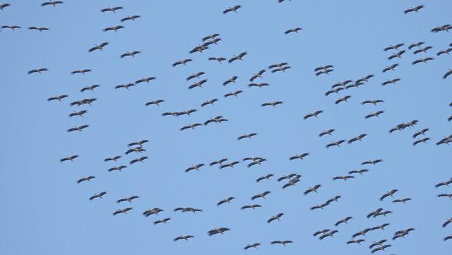 Pyrénées-Orientales - Eyne, spot de migration : plus de 200 000 oiseaux comptabilisés, une année de tous les records