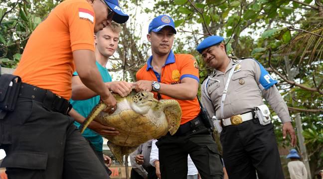 Biodiversité : Onze tortues vertes, une espèce protégée, retrouvées dépecées au large de la Malaisie