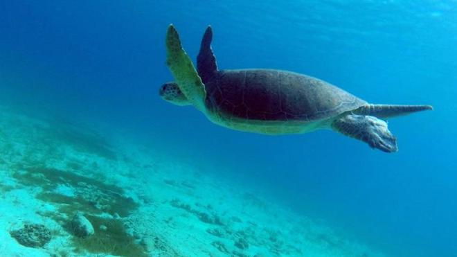 Biodiversité : onze tortues protégées et retrouvées dépecées au large de la Malaisie