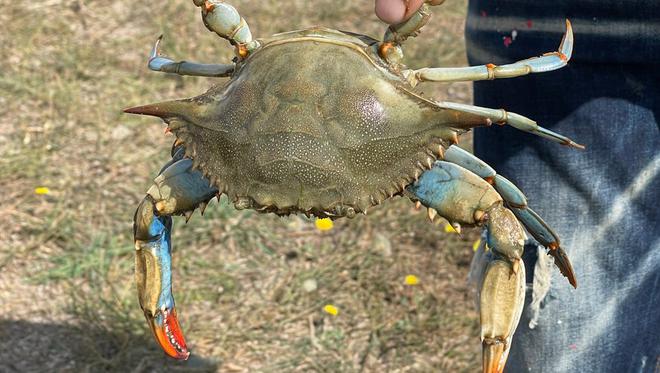 Pyrénées-Orientales / Étang de Canet-en-Roussillon : au secours des pêcheurs qui éradiquent le crabe bleu à la force des bras et bénévolement