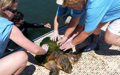 Méditerranée : à la rencontre d’une association qui soigne les tortues marines