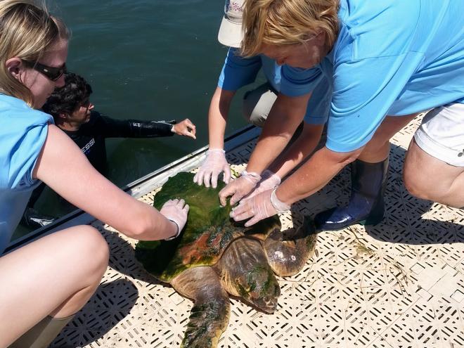 Méditerranée : à la rencontre d’une association qui soigne les tortues marines