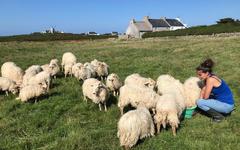 A la rencontre d’éleveurs sur l’île d’Ouessant