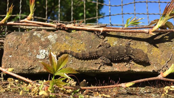 «Geckolocalisation» : les scientifiques appellent les citoyens à signaler la présence des lézards geckos en France