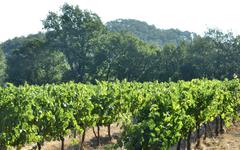 Le Cluster Provence Rosé se mobilise pour l’innovation et l’agro-écologie