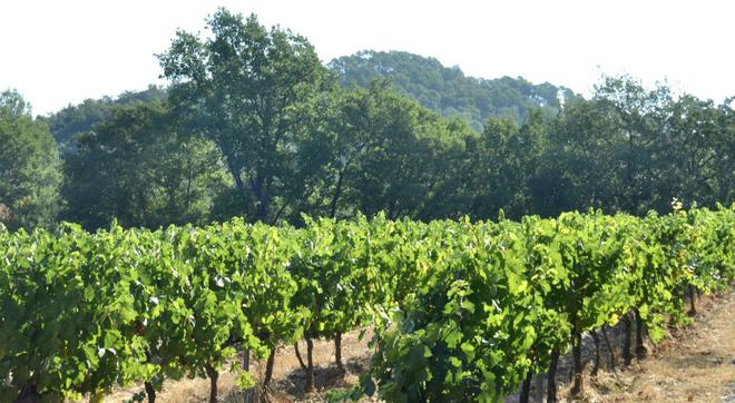 Le Cluster Provence Rosé se mobilise pour l’innovation et l’agro-écologie