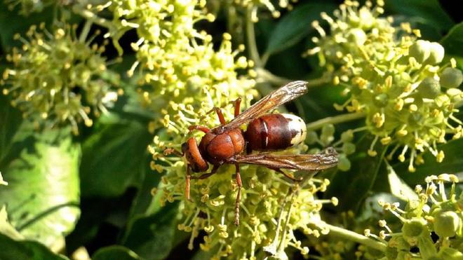 Le frelon oriental, "redoutable prédateur d’abeilles", repéré pour la première fois en France