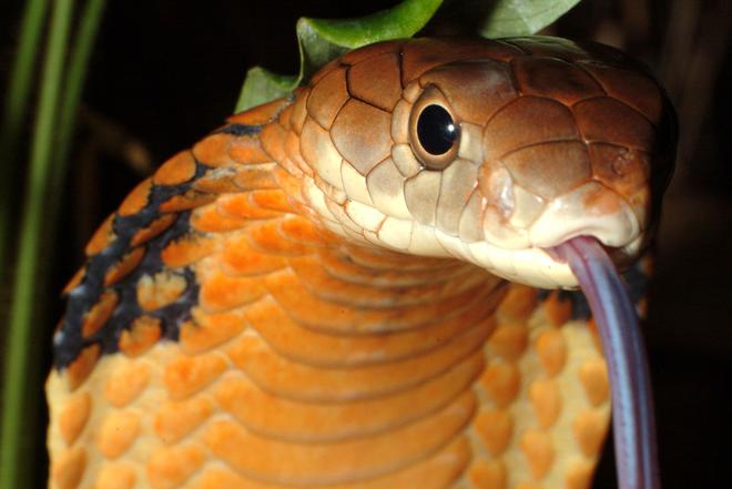 Touché par la Covid-19 et la dengue, il devient aveugle et paralysé après une morsure de cobra