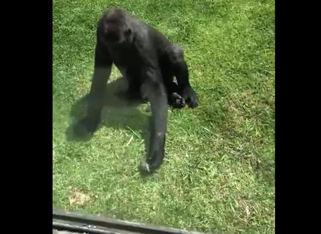 La réaction d’un gorille quand il voit un oiseau blessé dans son enclos (Australie)