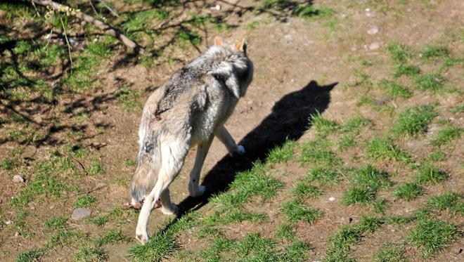 Aveyron : le loup reste présent sur l’Aubrac et le Larzac