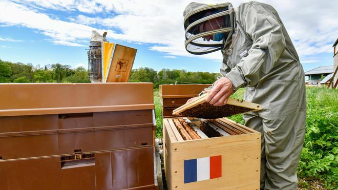 Quand Emmanuel Macron récolte le miel à l’Élysée, produit par des abeilles… de l’Eure !