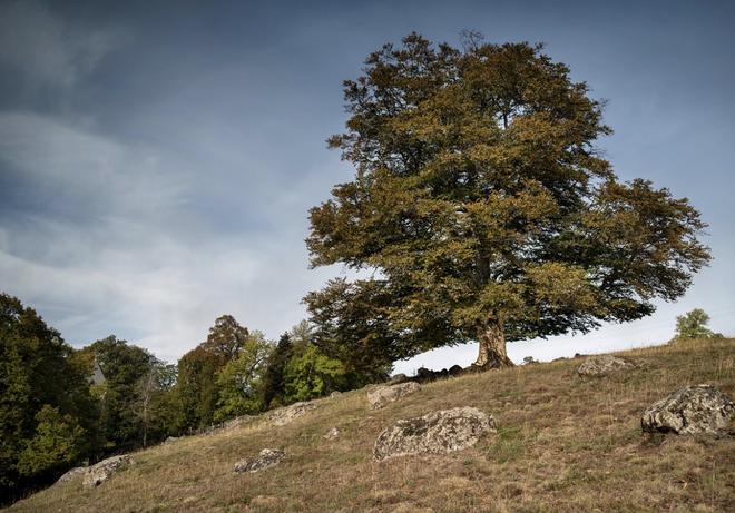 Finistère. Le Conseil départemental va planter 500 000 arbres