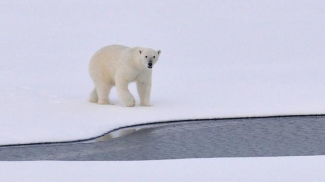 Les ours polaires n'auront plus aucun habitat dans l'Arctique d'ici 2100 (si on ne fait rien)