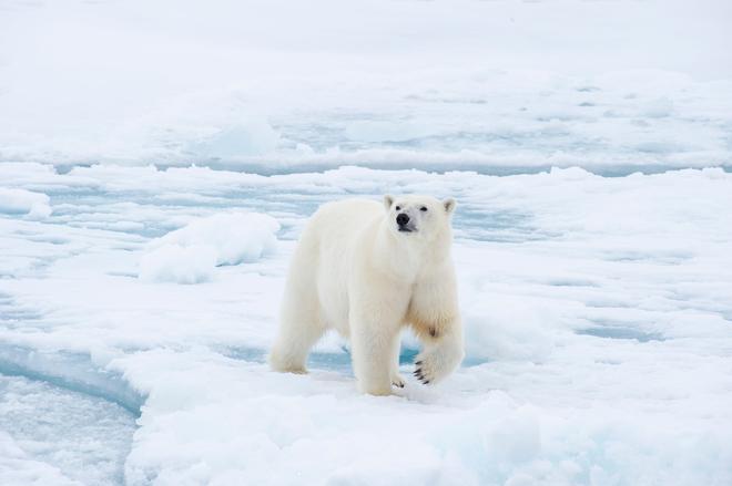 Les ours polaires pourraient disparaître d’ici la fin du siècle