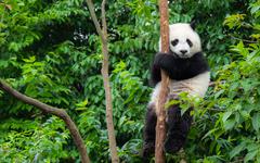 COP 15 Biodiversité : les États adoptent la Déclaration de Kunming