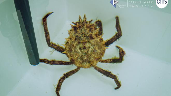 Des chercheurs parviennent à maîtriser la reproduction de la grande araignée de Méditerranée
