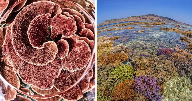 Plongez dans le monde fascinant des coraux et participez à leur protection avec le livre « Corail »