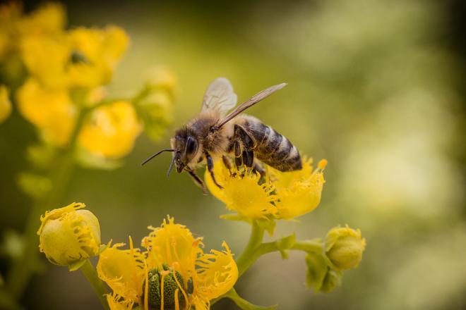 « Sauvons les abeilles ! » réunit 1 million de citoyens contre les pesticides