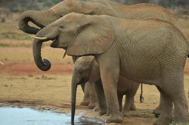 Afrique du Sud: un éléphant piétine un braconnier présumé