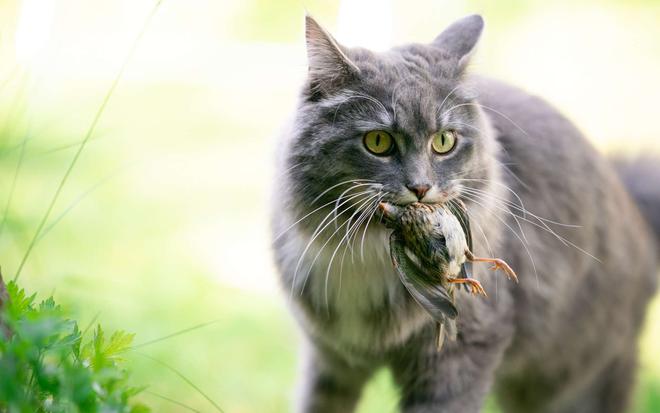 Les chats domestiques contaminent les animaux sauvages