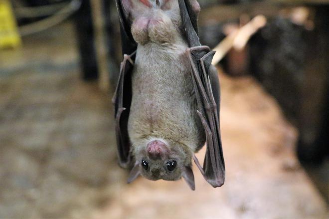 Fausse écologie. Les éoliennes, tueuses de chauves-souris ?