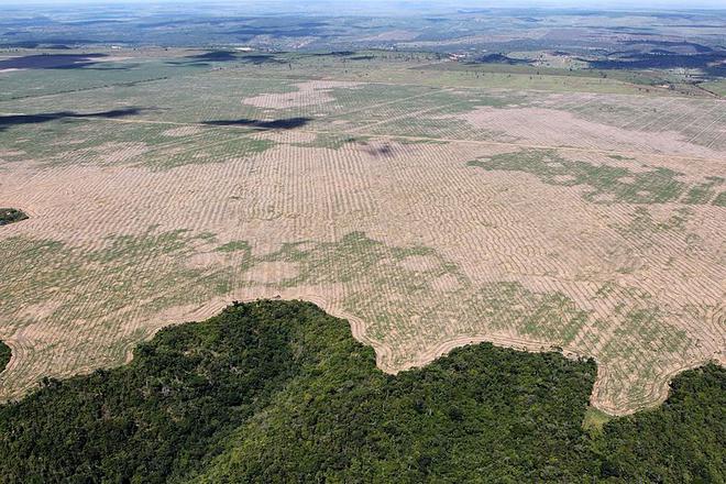 Déforestation en Amazonie : une plainte déposée contre Bolsonaro pour « crime contre l’humanité »