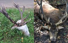 Forêt de Compiègne : Quatre cerfs “d’exception” tués depuis l’ouverture de la chasse