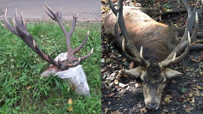 Forêt de Compiègne : Quatre cerfs “d’exception” tués depuis l’ouverture de la chasse