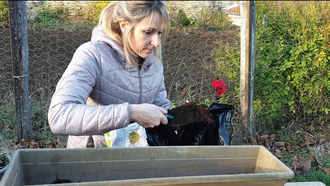 L’hivernage des géraniums