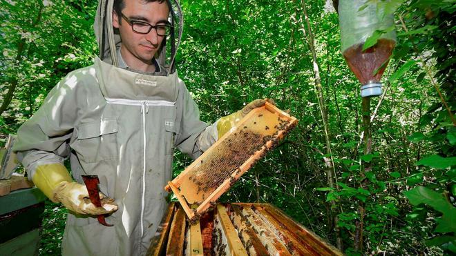 Pesticides, gel de printemps... 2021, année maudite pour le miel d’Occitanie