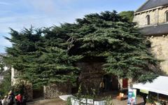 La médiathèque de Tourville-la-Rivière a la tête dans les arbres